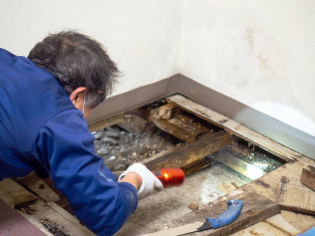 Best Certified Mold Removal  in Alto, TX