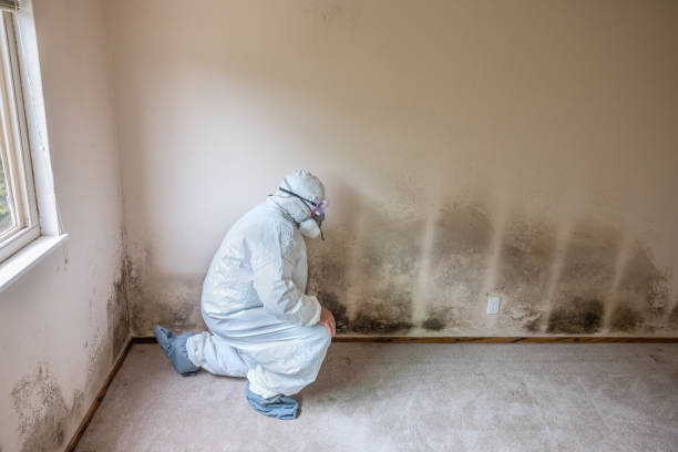 Mold Removal and Inspection in Alto, TX