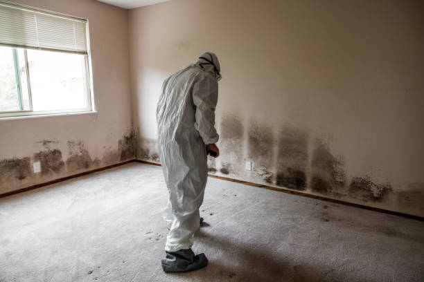 Office Mold Removal Services in Alto, TX